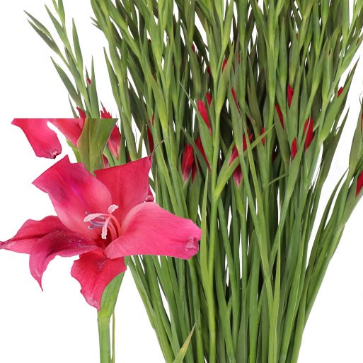 GLADIOLI ROBINETTA (MINI)