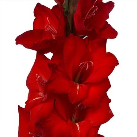 GLADIOLI ROSSINI