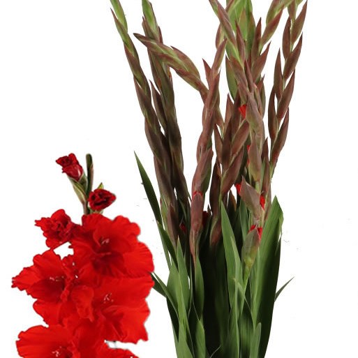 GLADIOLI SANTANDER
