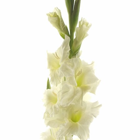 GLADIOLI SERENA