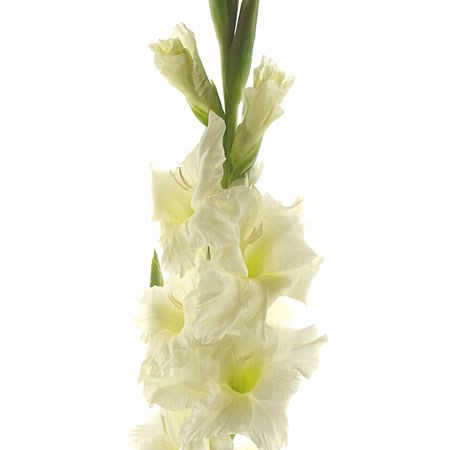 GLADIOLI SERENA
