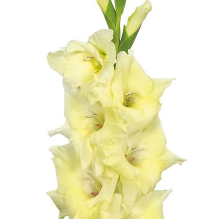 GLADIOLI SPEED DATE
