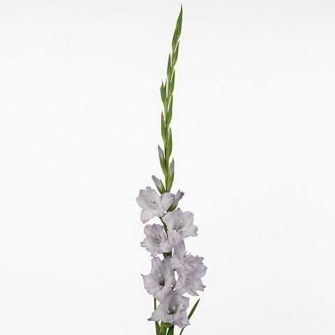 GLADIOLI SWEET BLUE