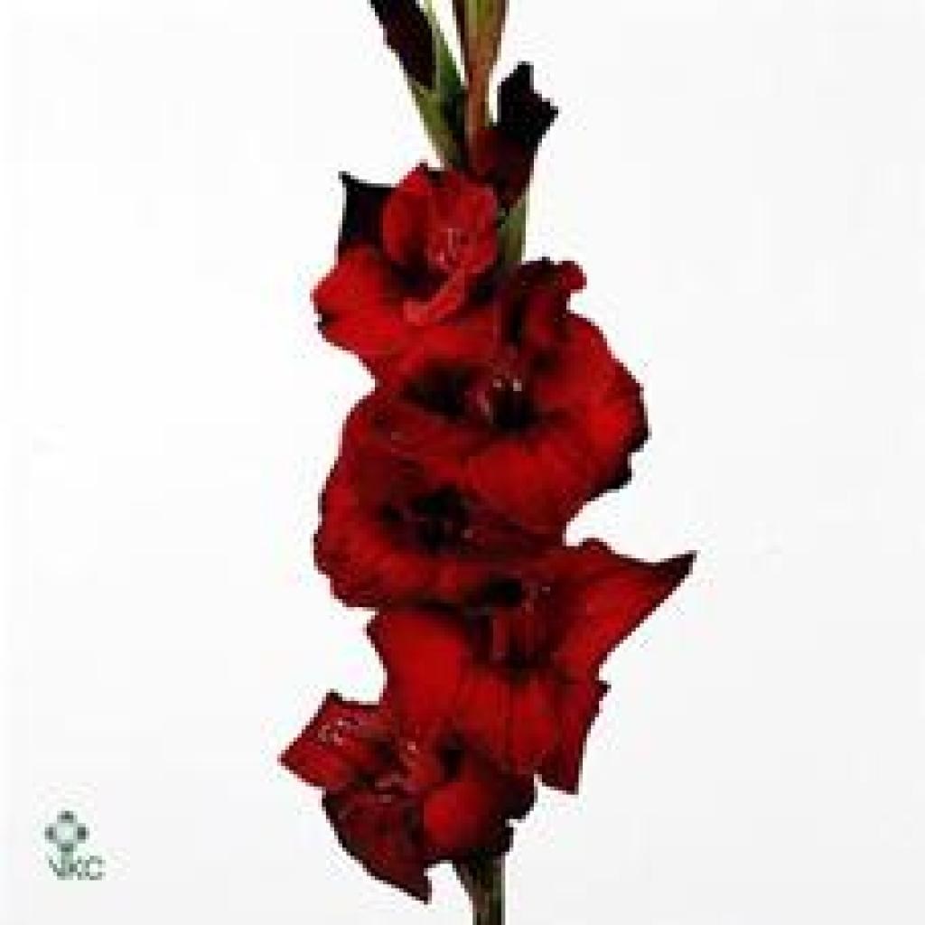 GLADIOLI SWEET SHADOW