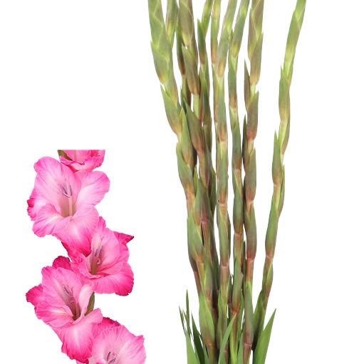 GLADIOLI T 512 SELECT