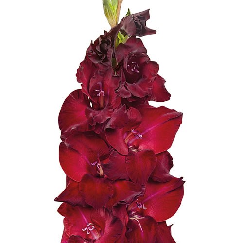 GLADIOLI TAVIRA