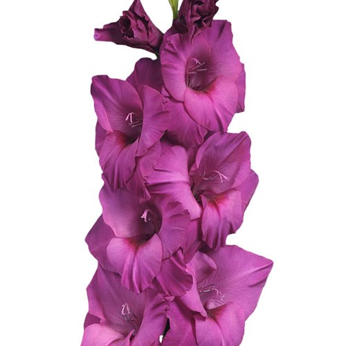 GLADIOLI THALIA
