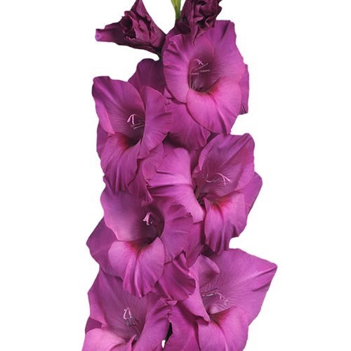 GLADIOLI THALIA