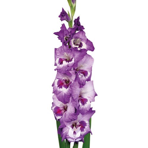 GLADIOLI VISTA