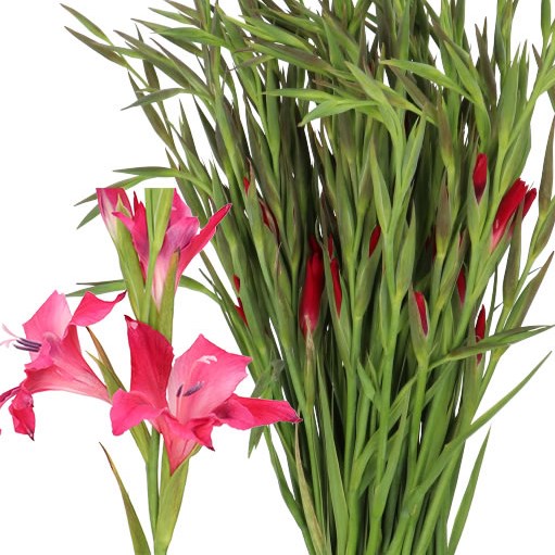 GLADIOLI VULCANO (MINI)