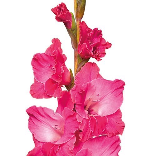 GLADIOLI FAIRYTALE PINK