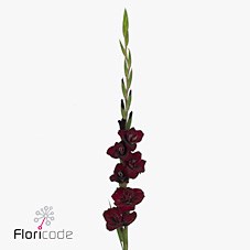 GLADIOLI FAT BOY