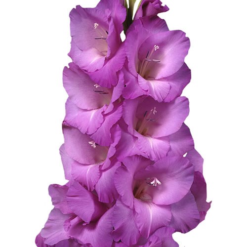 GLADIOLI LENNON