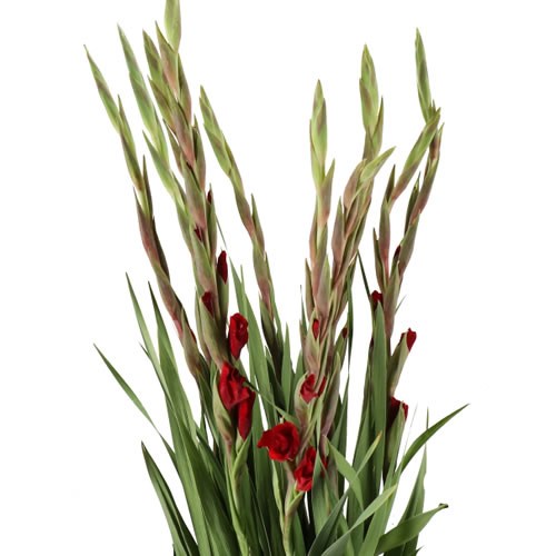 GLADIOLI OSCAR