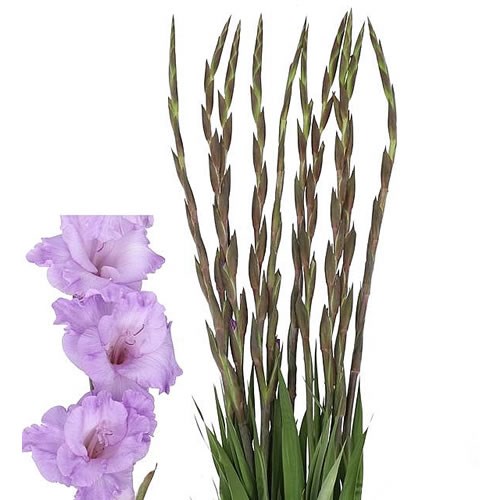 GLADIOLI LILAC