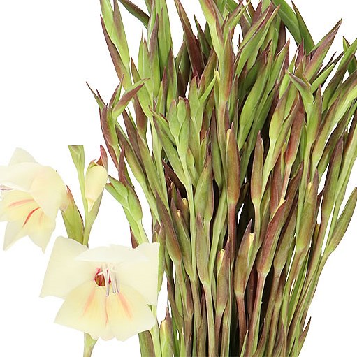 GLADIOLI CARINE (MINI)