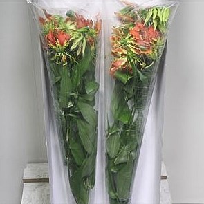 GLORIOSA ORANGE (LONG)