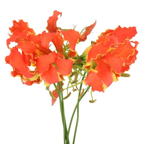 GLORIOSA ORANGE (SHORT)