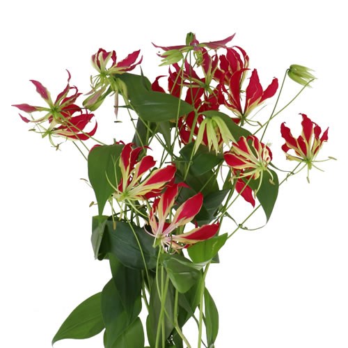 GLORIOSA RED (LONG)