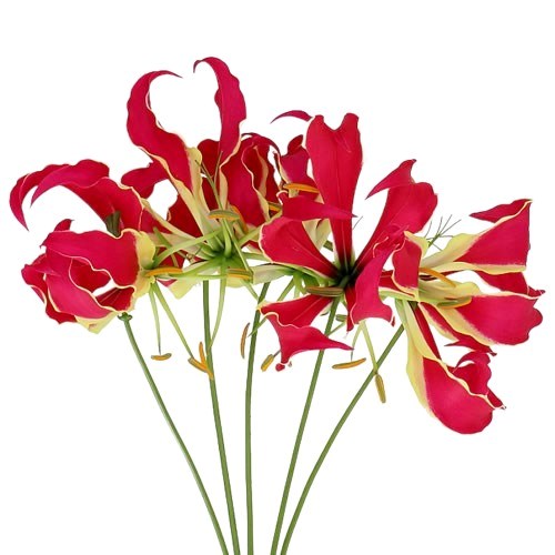 GLORIOSA RED (SHORT)