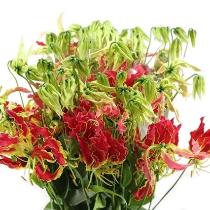 GLORIOSA SOUTHERN WIND