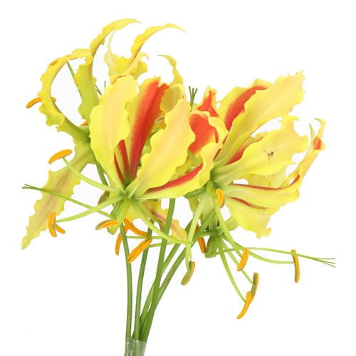 GLORIOSA TWIN COLOUR (SHORT)