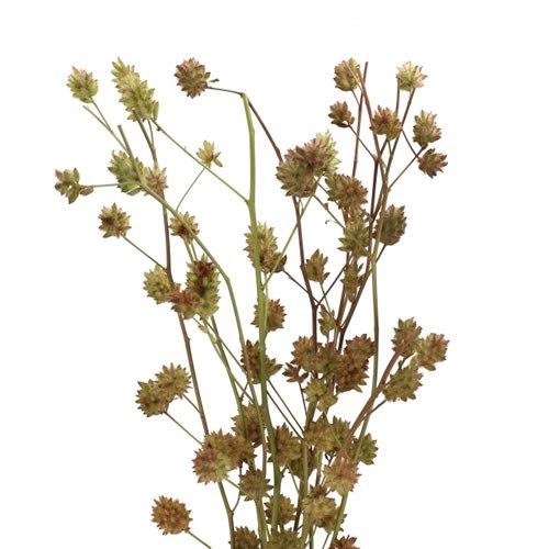 GLYCYRRHIZA YUNNANEN (LICORICE)