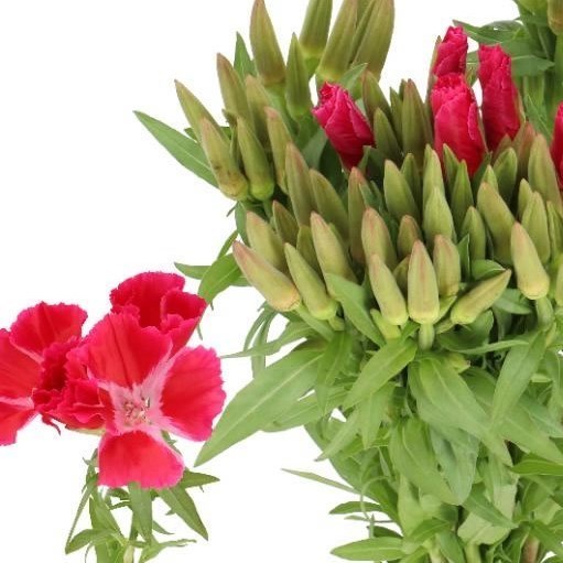 GODETIA CLARKIA RED