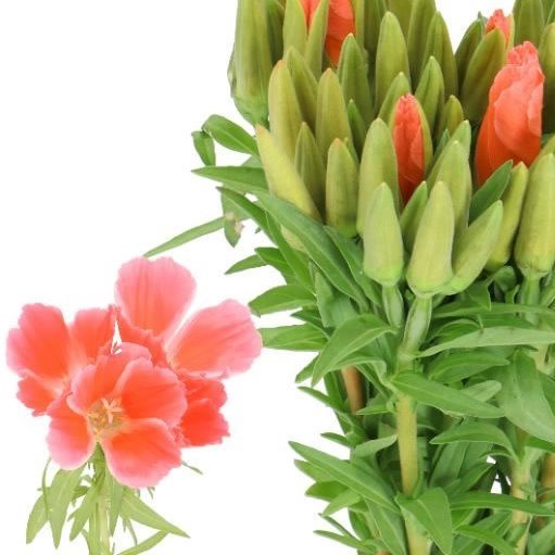GODETIA CLARKIA SALMON
