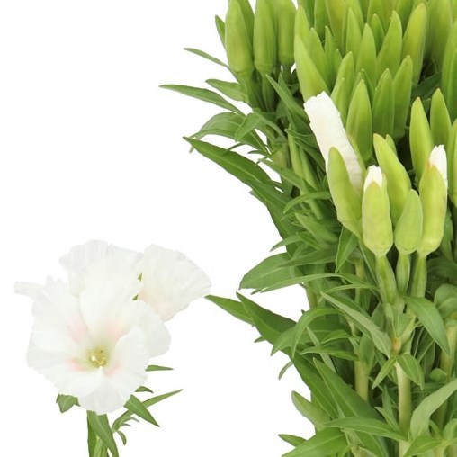 GODETIA CLARKIA WHITE