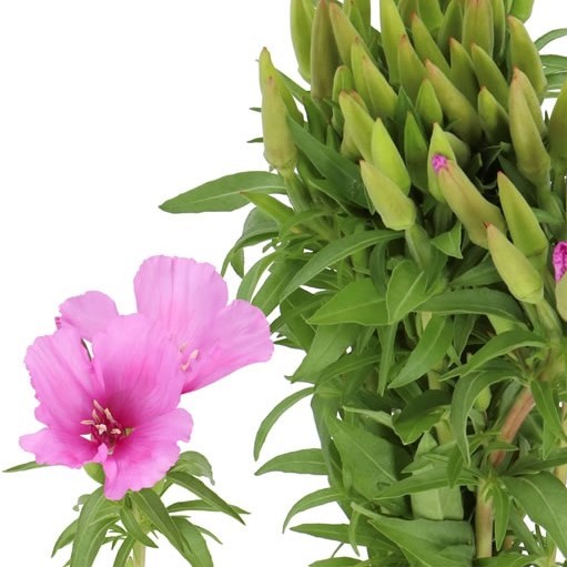 GODETIA GRACE LAVENDER