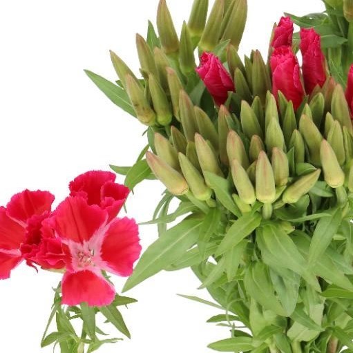 GODETIA GRACE RED