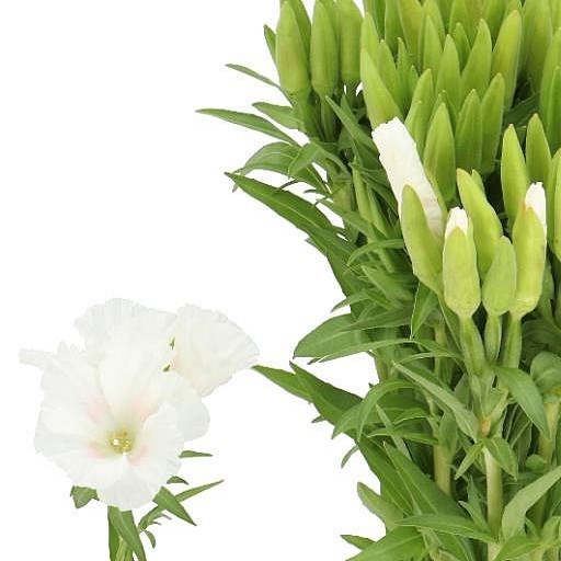 GODETIA GRACE WHITE