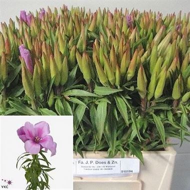GODETIA LAVENDER