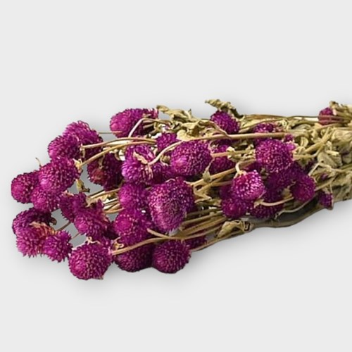 GOMPHRENA FUCHSIA (DRIED)