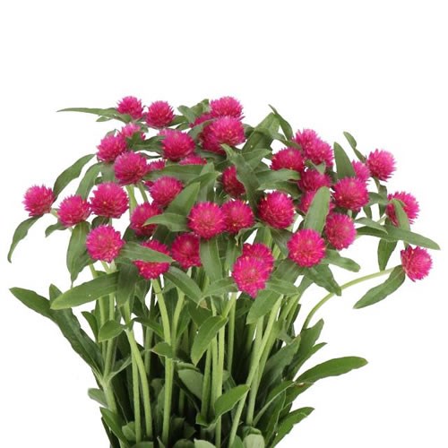GOMPHRENA HOT PINK