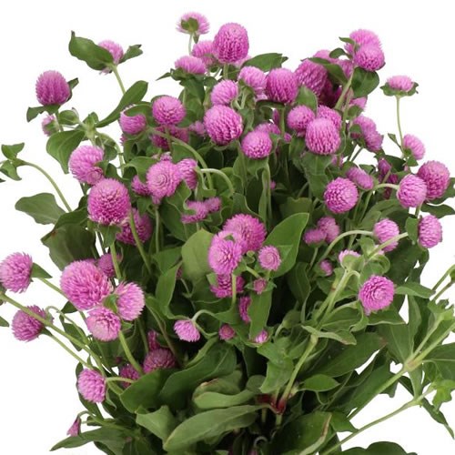 GOMPHRENA LAVENDER