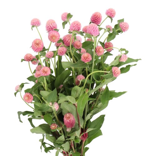 GOMPHRENA LIGHT PINK
