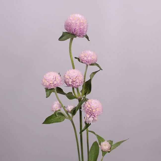 GOMPHRENA LIGHT PINK