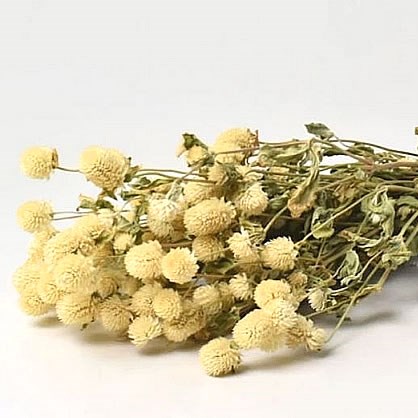 GOMPHRENA NATURAL (DRIED)