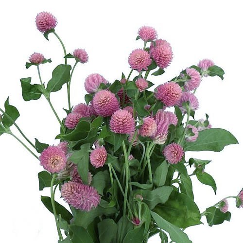 GOMPHRENA OLD PINK SPRAY