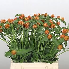GOMPHRENA ORANGE