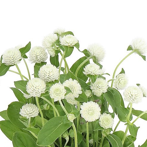 GOMPHRENA WHITE