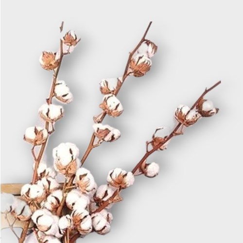 GOSSYPIUM COTTON - 7 BUDS