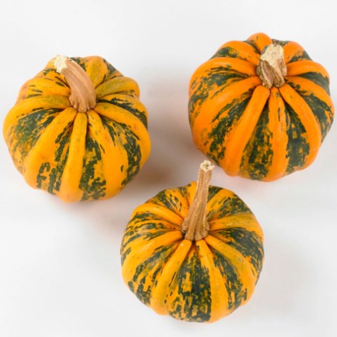 GOURDS - CUCURBITA KAMO-KAMO 12CM
