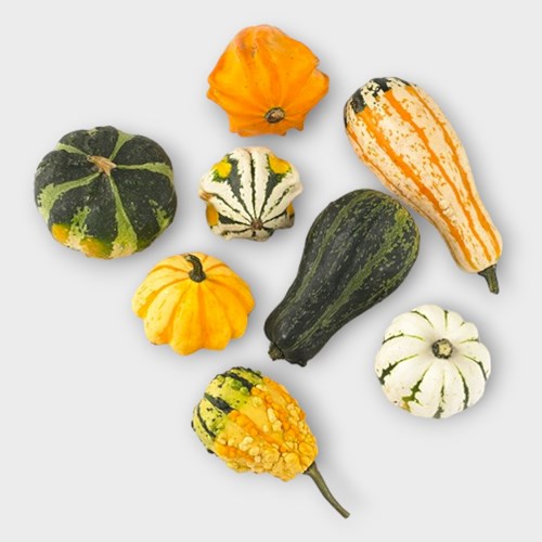 GOURDS - CUCURBITA MAYA MIX