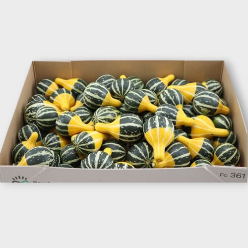 GOURDS - CUCURBITA PEAR MIX 5CM