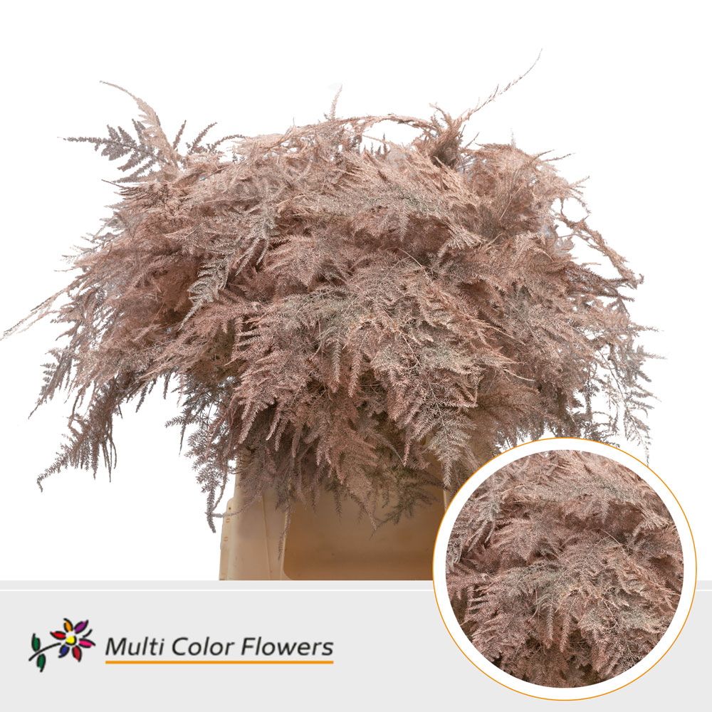 Asparagus Fern Dyed Apricot