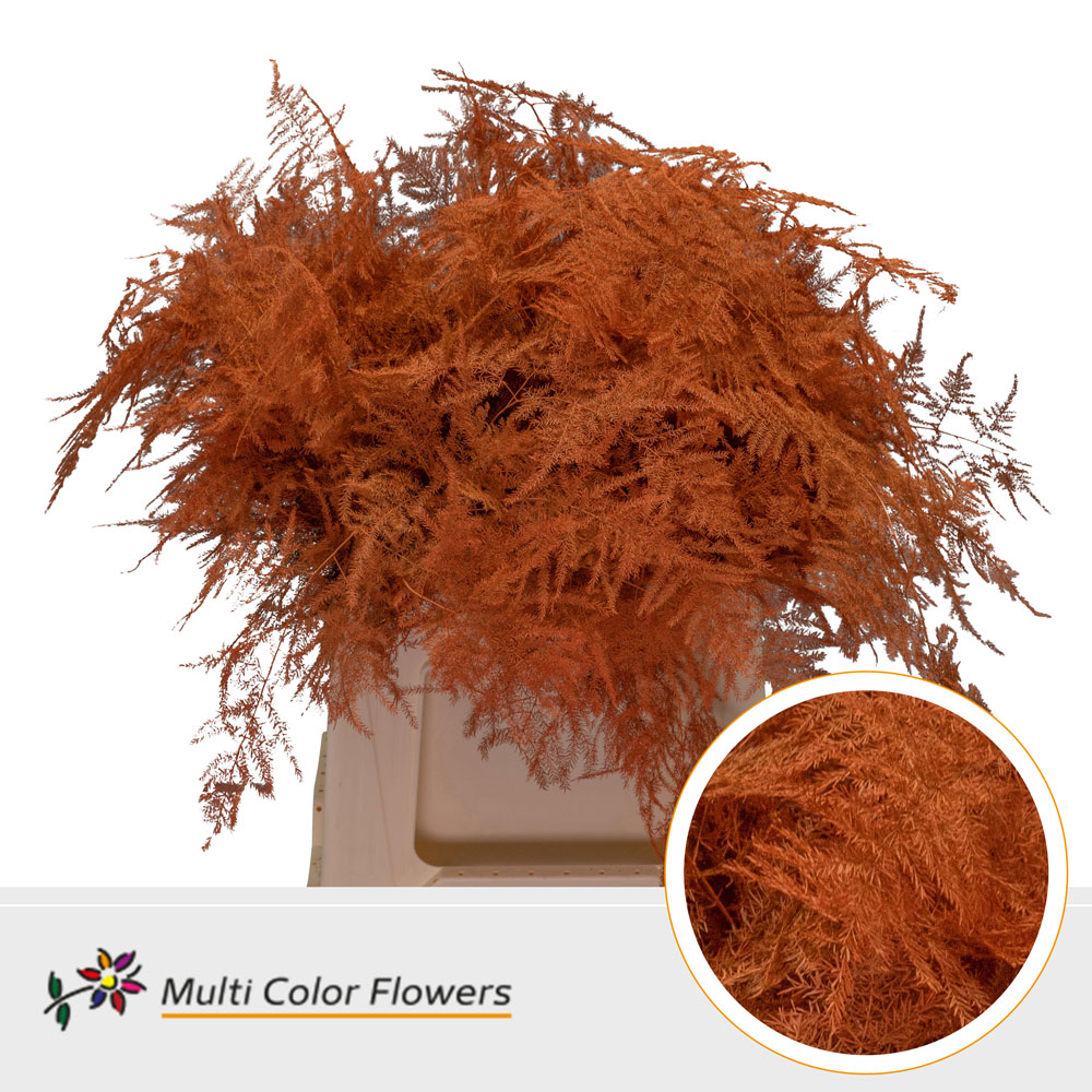 Asparagus Fern Dyed Orange