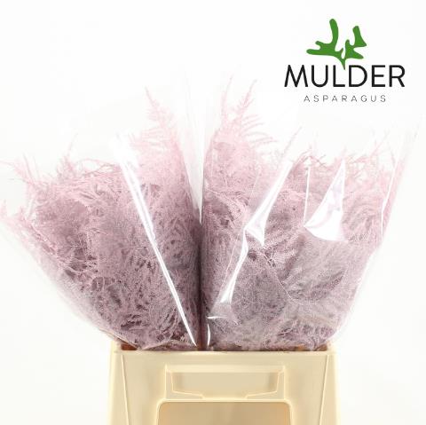 Asparagus Fern Dyed Pink (Pale)